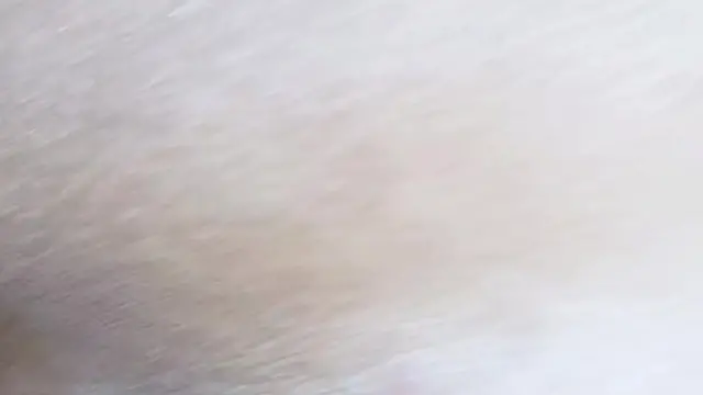 Desenvolvendo o marido