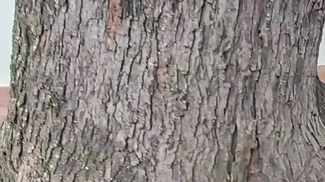 My girlfriend asked her to insert the Lush toy and we went out to the street and I controlled the Lu